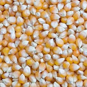 Yellow Maize Seeds