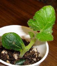 vegetables seedlings