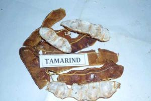 Tamarind