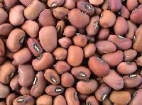 cowpea seed