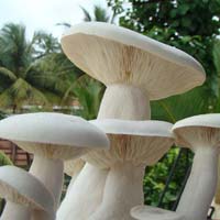 Milky Mushroom