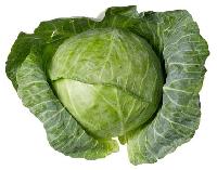 Fresh Cabbage