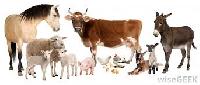 Livestock Products