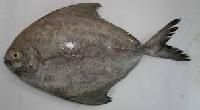 Black Pomfret