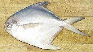 Silver Pomfret