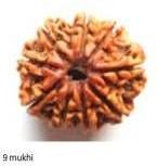 9 Mukhi Nepali Rudraksha bead