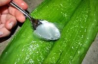 Aloe Vera Pulp