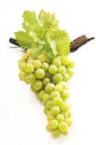 Fresh Grapes