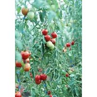 Lycopene Extract