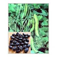 Mucuna Pruriens Extract