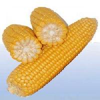 Yellow Maize