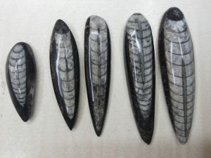 Orthoceras Fossils