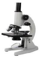 Compound Microscope