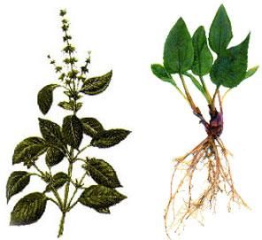 Medicinal herbs