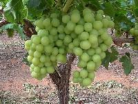 fresh thompson seedless grapes