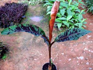 Musa Malaysian Red Plants