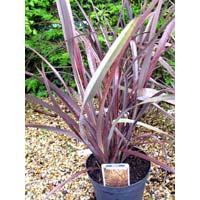 Phormium Plants