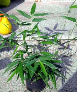 Phyllostachys Bissetii Plants