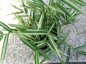 Sasa Fortunei Variegated Plants