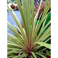 Sunset Cordyline Australis Plants