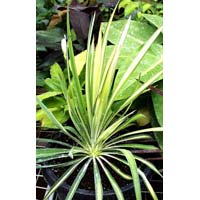 Yucca Flaccida Golden Plants