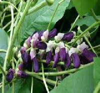 Mucuna Prurience