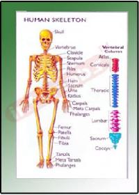 Human Skeleton