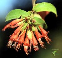 Woodfordia Fruticosa Flowers