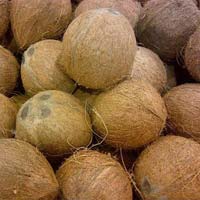 Matured Coconuts