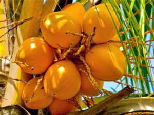 Tender Coconut