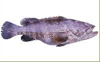 Reef Cod Fish