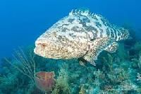 Grouper Fish