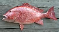 Red Snapper Fish