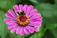 Flowering Plants