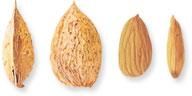 Almond Products