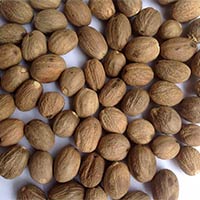 Nutmeg Kernels