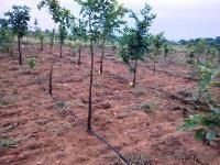 red sandal plants