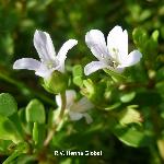 Brahmi Powder