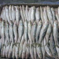 Frozen Sardine