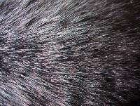 cattle animal hair