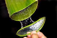 Aloe Vera Pulp