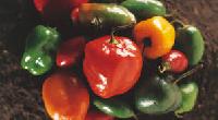 Color Capsicum