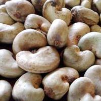 Cashew Nut Kernels (05)