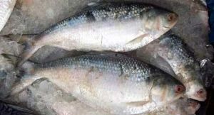 Hilsa Fishes