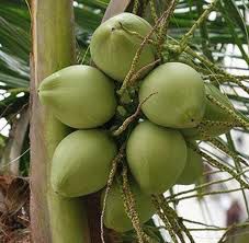 Fresh Coconut