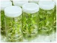 400 Gram Tissue Culture, Clare Glass Jar,