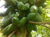 Green Berry Variety Papaya Plants