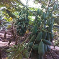 Iceberry Variety Papaya Plants