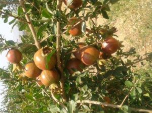 Pomegranate Plant