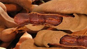 Tamarind Fruit